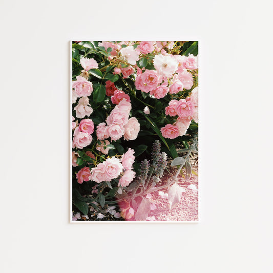 Pink Roses Poster